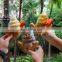 waffle makers shaka-boom taiyaki machine other snack machines