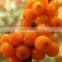 factory price high purity seabuckthorn seed oil