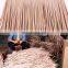 Best Selling Flat African Reed Thatch For Steel Hut