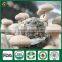 China Supplier of Organic Cap Stem Whole Part Fresh Dry Supplier Edibal Mushroom Lentinula Edodes