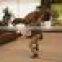 New Dinosaur Costume for Circus