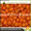 hot sale frozen sea buckthorn berries