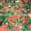 Frozen mixed vegetables/mixed vegetables/frozen vegetables factory
