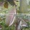 High Yield Fruit Seeds For Sale Holboellio Latifolia Wall Seeds For Cultivation Become Rich Fruit Seeds