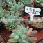 succulent plants Sedum corynephyllum