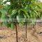 Cherry seedling