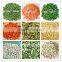 FD freeze dried dehydrated Pumpkin chips
