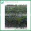 Outdoor Palm Plants