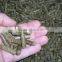 wheat straw agro waste alfalfa pellet machine