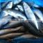 BQF new catch size 400/600 g sea frozen pacific mackerel