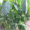 Hybrid Sweet Pepper Seeds Vegetable Seeds No.09