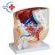 HC-S269 Human Anatomy Model  Male sagittal anatomical model/Median Sagittal Sectioned Pelvis Model