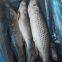 Mullet fish / grey mullet, mullet 1000-200