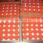 5 hours Butter Lamps with transparent plastic cup