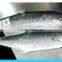 Frozen Pacific Mackerel