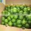 LIME/LEMON FOR SALE IN VIETNAM