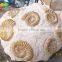 Hot sale fiberglass life size dinosaur skull