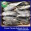 Light Catch Horse Mackerel Market Grade Sea Mackerel Fish