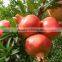 pomegranate tree seedling