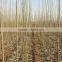 Outdoor plant silverleaf poplar seedling