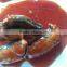 Canned Sardines in Tomato Sauce