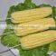 birchwood bbq skewers sticks china supplier