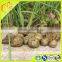 100% Pure green Natural raw organic bee propolis