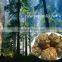 Pure raw propolis selling all the word