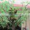 Artificial banyan tree with grass animals for sale