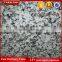 Polished Bianco Sardo G439 Big Flower White Granite