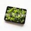 Sinocharm New Season BRC Approved 10*10mm IQF Diced Green Pepper Frozen Green Pepper