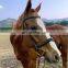 Best Selling Brown Western Saddle Halter Pet Equestrian Leather Horse Head Collar