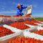 organic freeze dried Goji berry