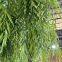 Commercial Grade Artificial Salix Tree custom size - Windproof Fake Willow for Landscaping Project, Fire Retardant & ECO