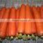 2015-2016 Chinese Shandong origin fresh red carrot price