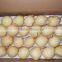 China Fresh Ya Pear for Export Best Quality