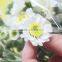 Fragrant aroma hot selling decorative flowers long stem chrysanthemum