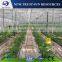 Single layer plastic greenhouse for vegetable growing