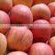 supply new crop fresh fuji apple with best price
