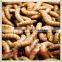 Golden Giant Yellow Dried Mealworm Bulk Pet Products