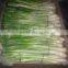Spring Onions