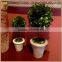 decorative single prserved boxwood ball tree