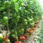 Single-/Multi-Span Plastic Film Greenhouse for Africa Vegetable Planting