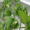 laser cutting metal screen/laser cut metal for hotel divider