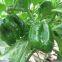 High-yielding Big Green Pepper Seeds Vegetable Seeds