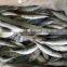 China Exporter Frozen Small eyes Horse mackerel with size 80 - 100 pcs / 10 kg ctn