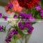 Decorative Sweet William women's day fresh cut flower