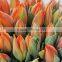 Best quality new coming holland tulips flower lights