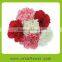 Cheap Fresh Cut Pink Carnation Wholesale