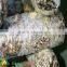 Frozen milky Shiitake mushrooms spawn cultivation